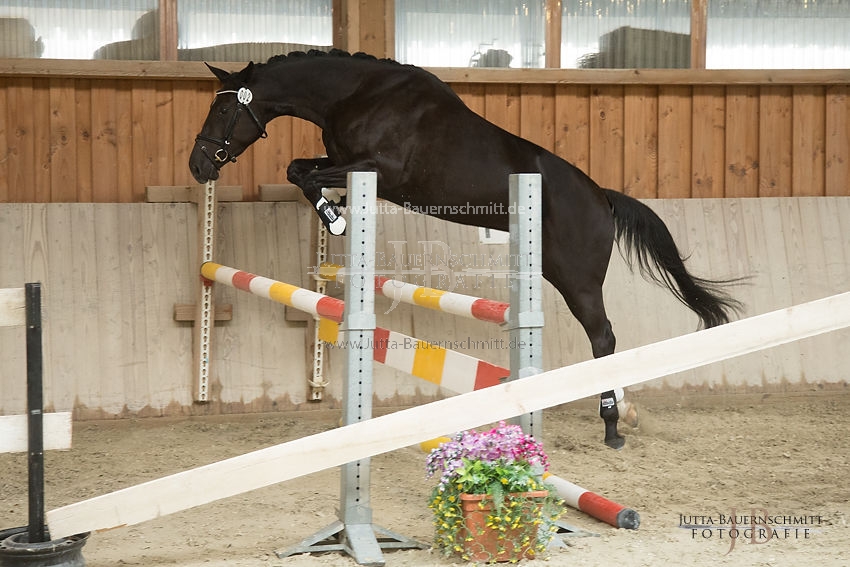 Preview 17-SLP-DarkRose_JB_83025.JPG