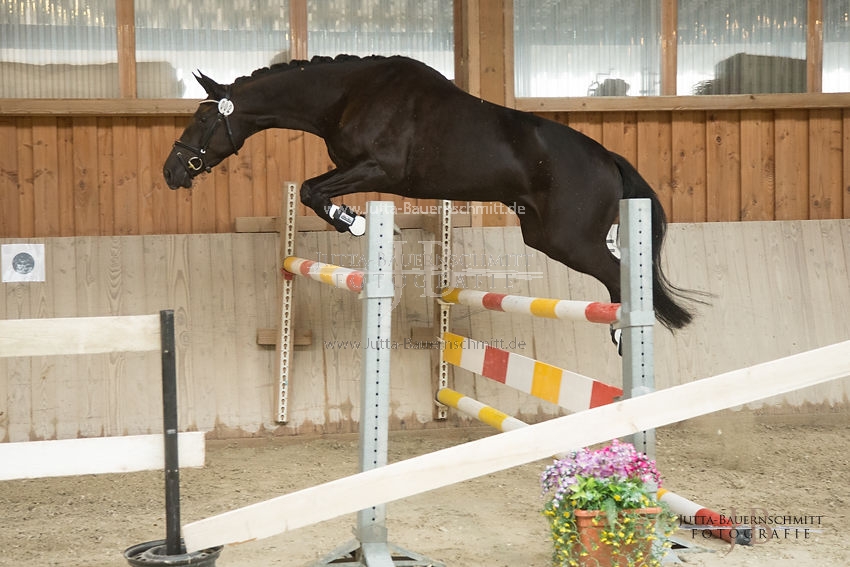 Preview 17-SLP-DarkRose_JB_83030.JPG